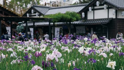 水鄉潮來菖蒲園